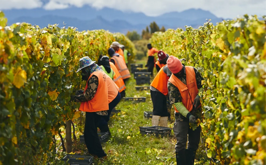 Vineyard Foreperson