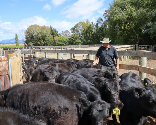 Blenheim Bull Sale 2021