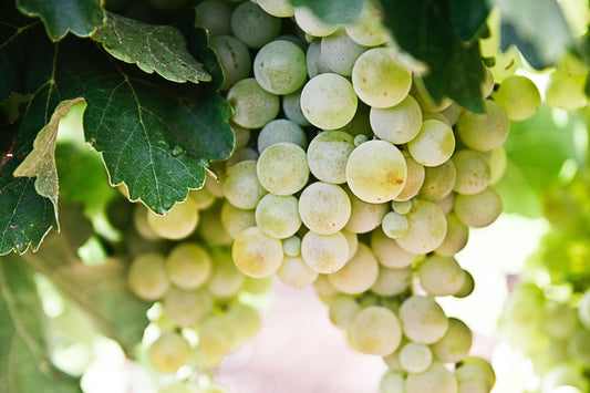 Pinot Noir's Popular with Drinksbiz