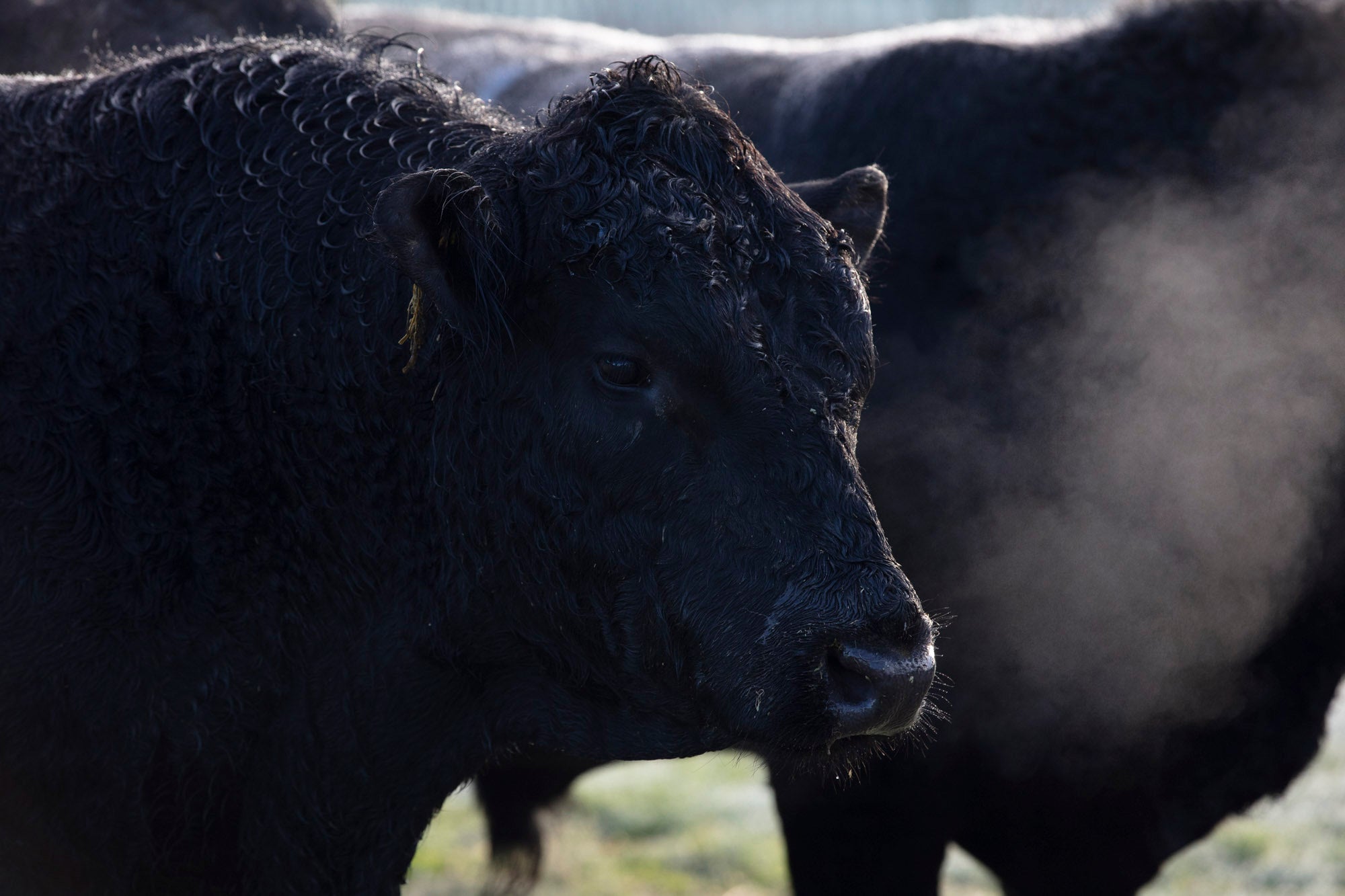 Close-up of a black cow on a chilly day, with visible breath against a blurred background. The cows wet, curly fur glistens in the light, and another cow is partially visible behind it.