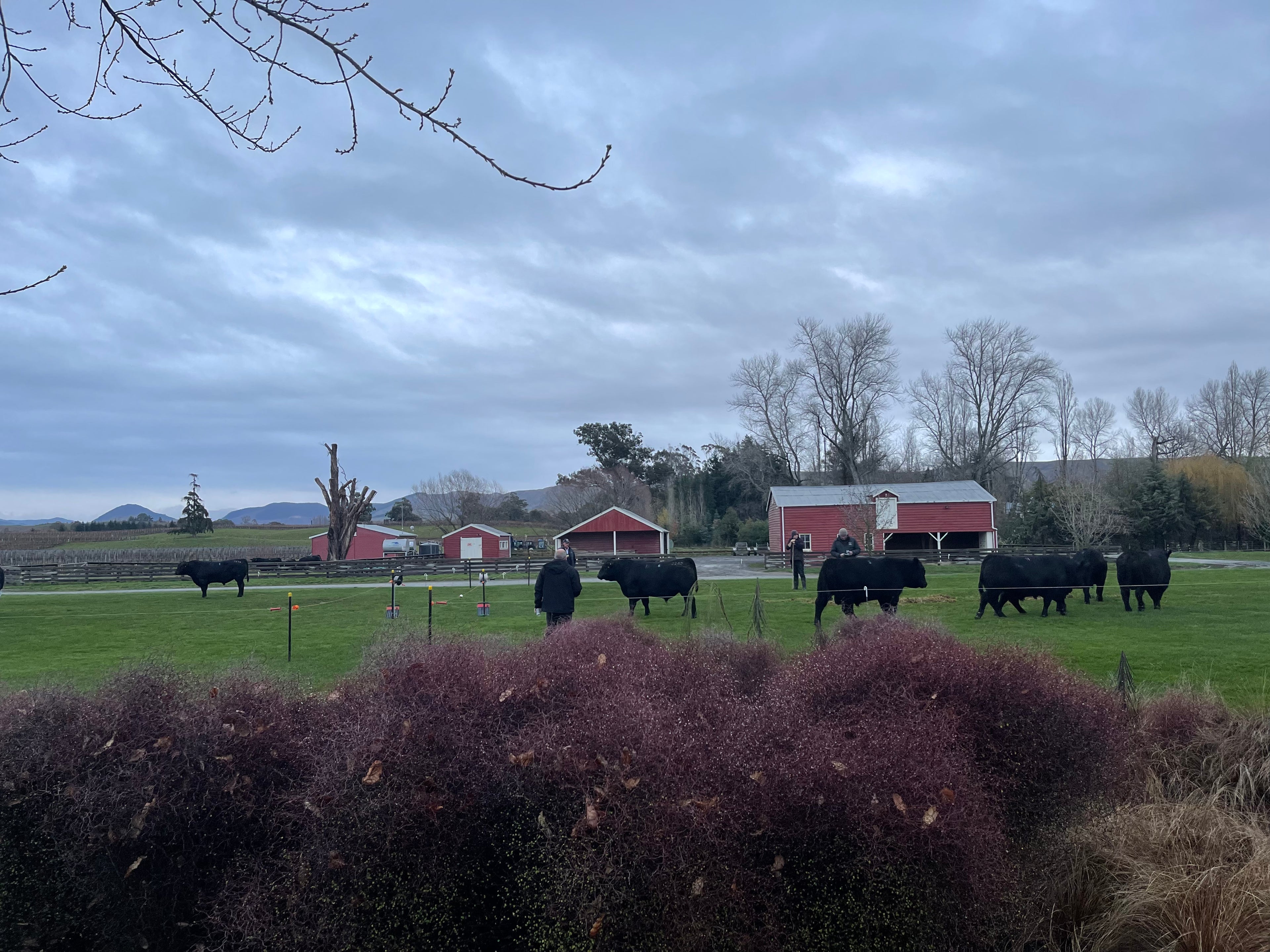 A scenic farm landscape with several black cows grazing on green grass. Red barns and scattered bare trees are in the background under a cloudy sky. A bush with reddish-brown foliage is in the foreground.