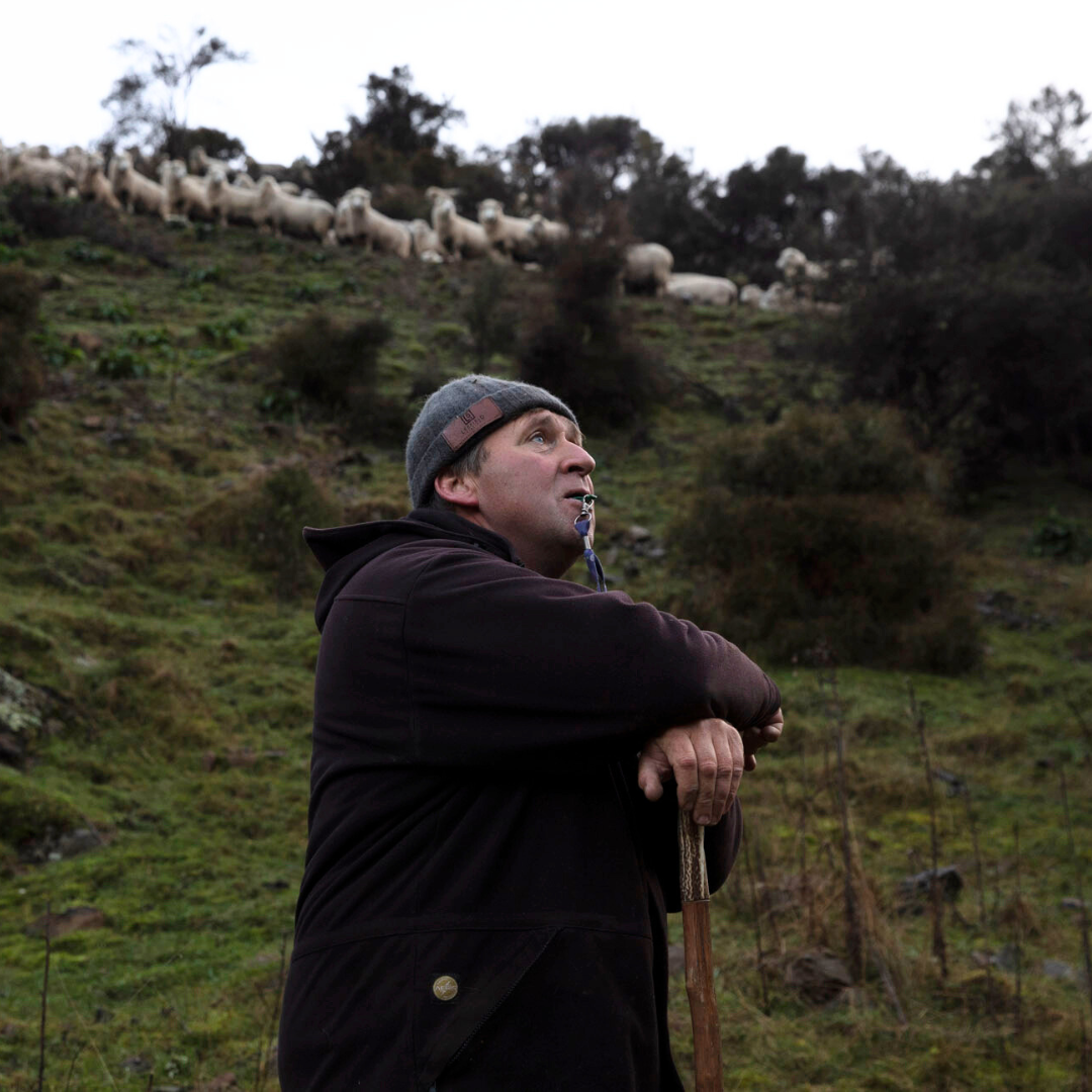 A man in a dark coat and the Leefield Station Beanie from Marisco Family Vineyards stands on a grassy hill, leaning on a wooden stick and whistling. Sheep graze on the slope behind him under a cloudy sky.
