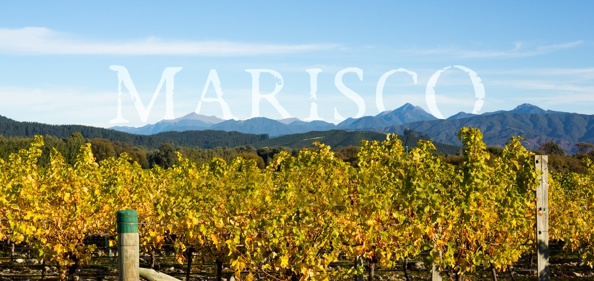 A vineyard with lush, green vines under a clear blue sky. In the background, mountains rise majestically. The word MARISCO is prominently displayed across the sky area of the image.