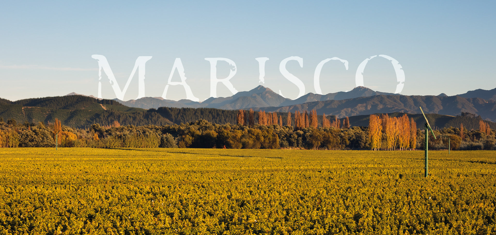 A vast field covered in yellow flowers stretches towards a distant mountain range under a clear blue sky. The word MARISCO is overlaid in large, white letters. Trees with autumn foliage line the horizon.