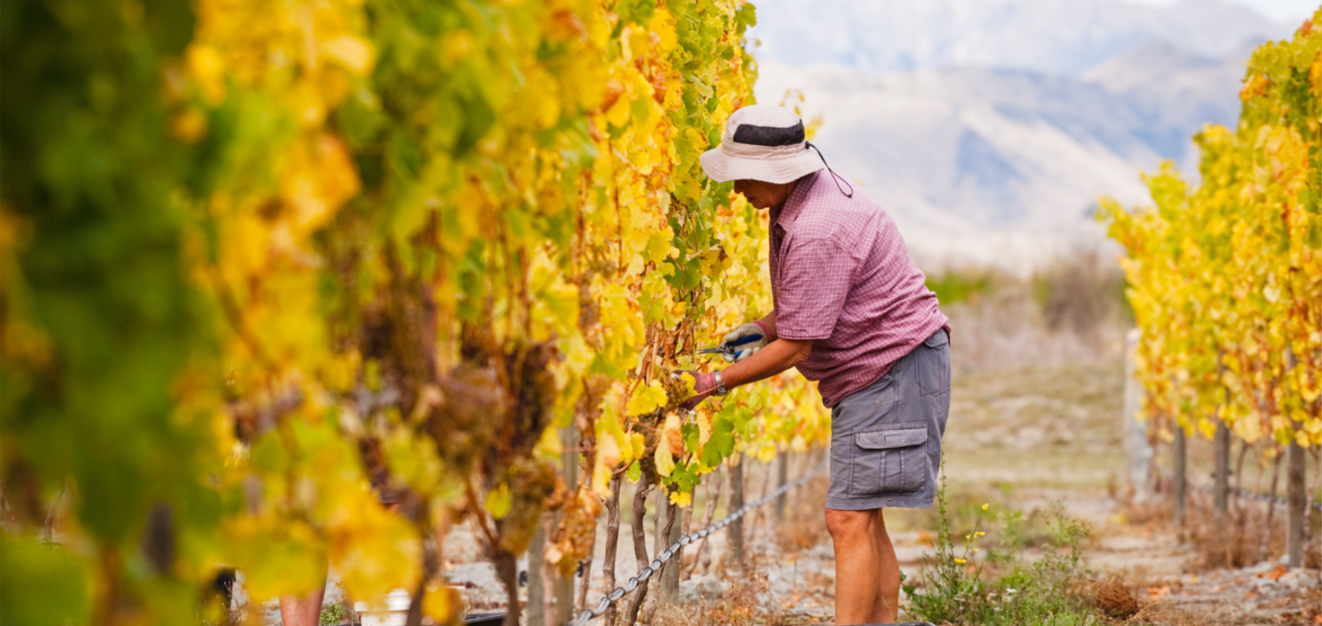 A person in a hat and casual clothing tends to grapevines in a vineyard. The vines have bright green and yellow leaves, indicating a seasonal change. Mountains are visible in the blurred background.
