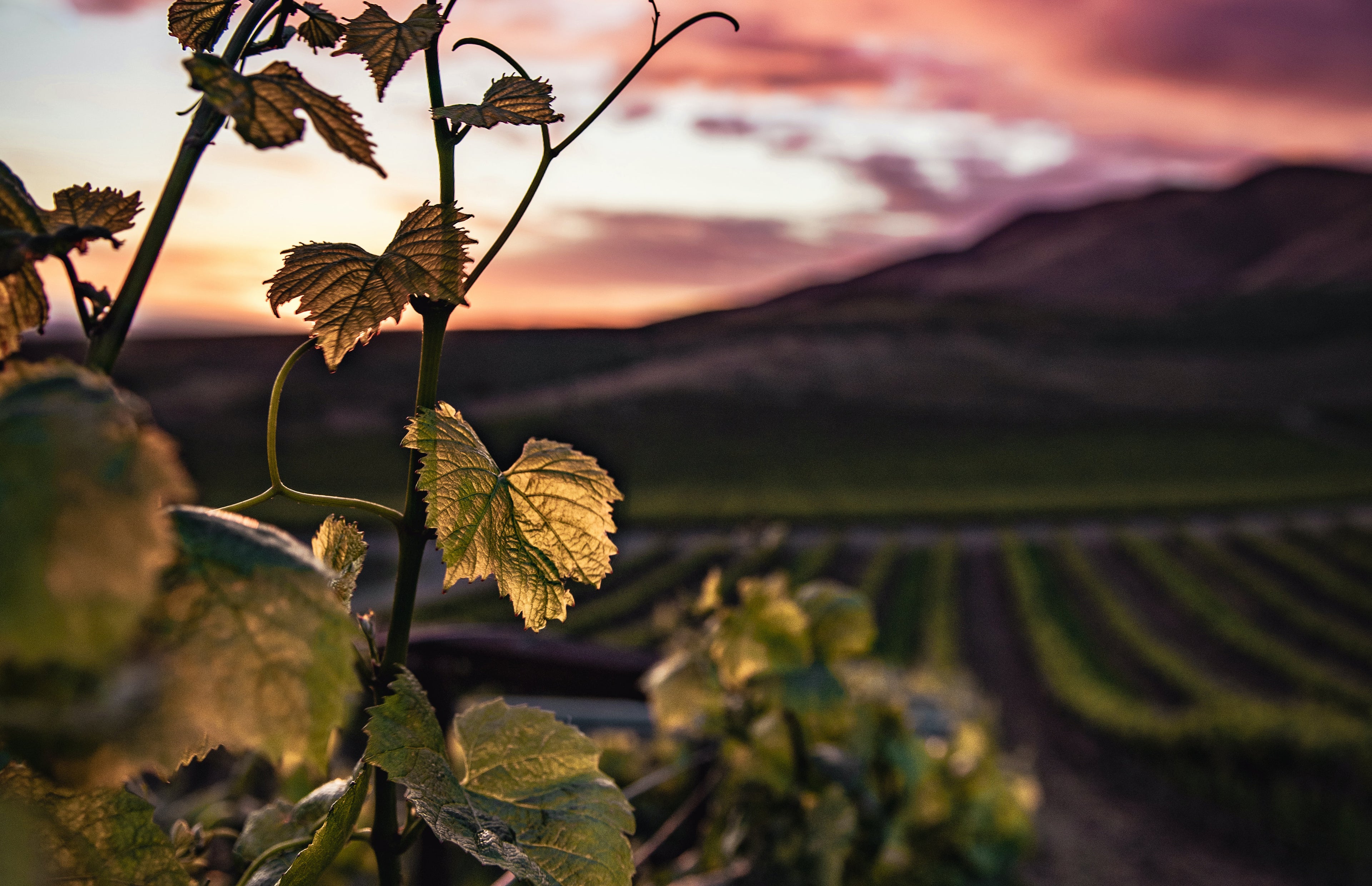 Close-up of vine leaves illuminated by a glowing sunset over a vineyard. Rolling hills and neatly arranged grapevines stretch into the distance under a colorful sky with pink and orange hues.