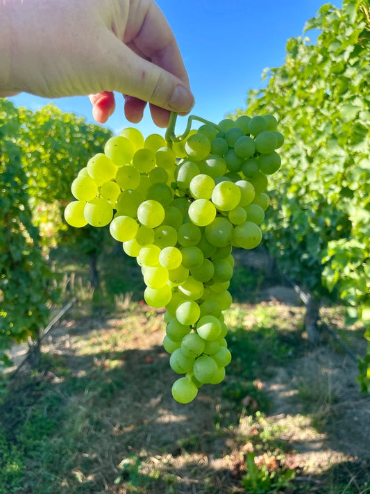 🍇 Harvest 2025: A Vintage Like No Other