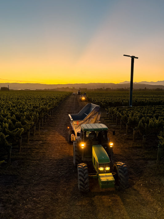 Vintage 2026: A Season of Balance, Promise and Exceptional Marlborough Character